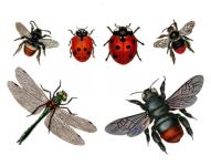 Clipart ladybug dragonfly bees