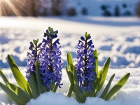Hyacinth Flower In Snow