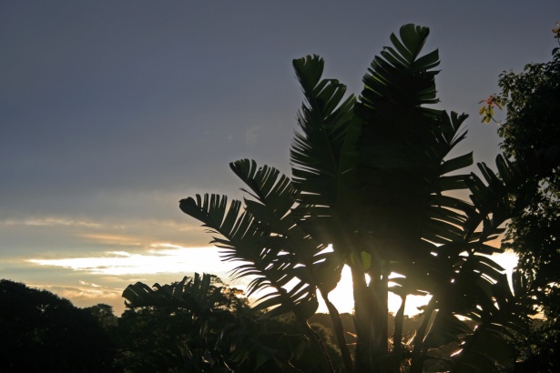 Setting Sun Behind Tropical Plant Free Stock Photo - Public Domain Pictures