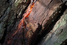 Amber Colored Sap Running From Bark