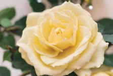 Beautiful Cream Rose Flower