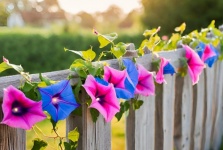 Blue, Pink Morning Glory Flowers