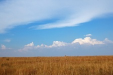 Trockenes Grasland gegen ferne Wolke