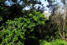 Folhas verdes em um arbusto
