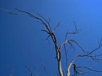 Branches grises contre le ciel bleu