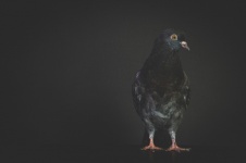 Pigeon, Bird, Portrait, Chick, Pet