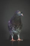 Pigeon, Bird, Portrait, Chick, Pet