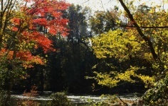 River Flowing Through Autumn Trees