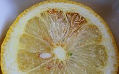 Romlott terület egy érett citrom belsejé