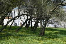 Trees in a park in moscow