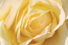 黄色盛开的玫瑰特写