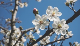 Apple Blossom Blooming Apple Tree