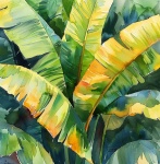 Arte De La Planta De Hoja De Plátano