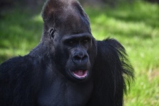 Zdjęcie goryla czarnej małpy