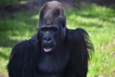 Zdjęcie goryla czarnej małpy