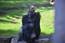 Black Ape Gorilla Photograph