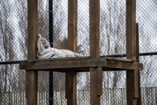 Photographie endormie du tigre blanc