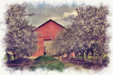 Barn In Apple Orchard Art Print