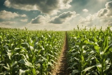 Pathway In Corn Field