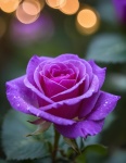 Flor rosa roxa flor