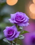 紫色玫瑰花盛开
