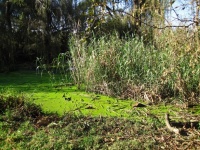Тростники в зеленой стоячей воде