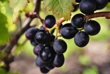 藤上成熟的黑葡萄
