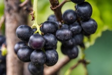 成熟的黑葡萄