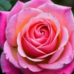 粉红玫瑰花盛开