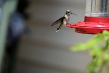 Apró kolibri az etetőnél