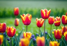 Fotografie tulipány jarní květiny