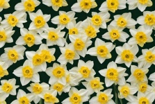 Weiße Narzissen-Blumen-Hintergrund