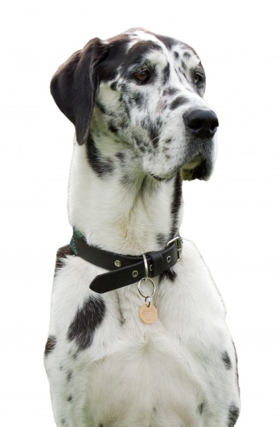 Download Dog Isolated On White Free Stock Photo - Public Domain ...