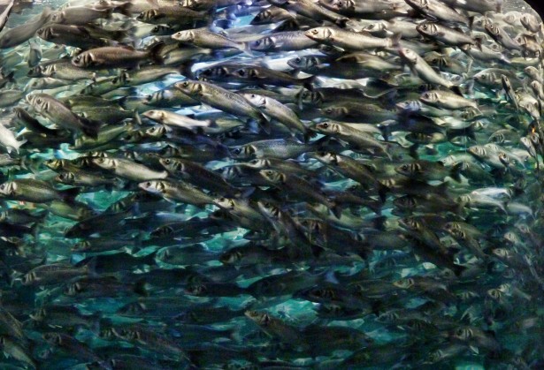 Image result for herring
