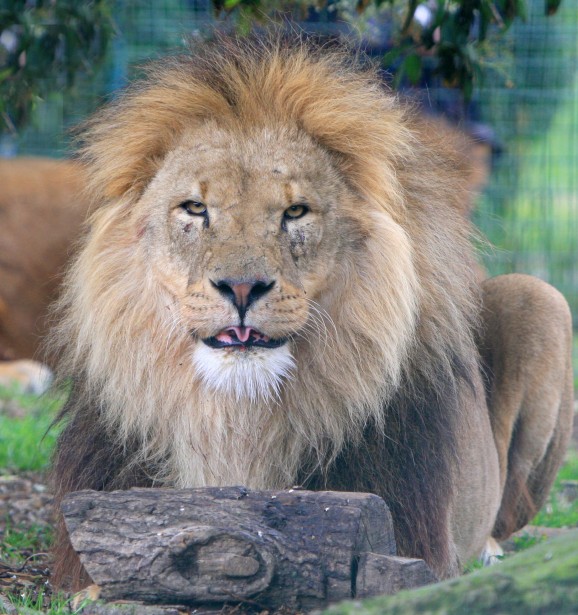 Lion In Close-up Free Stock Photo - Public Domain Pictures