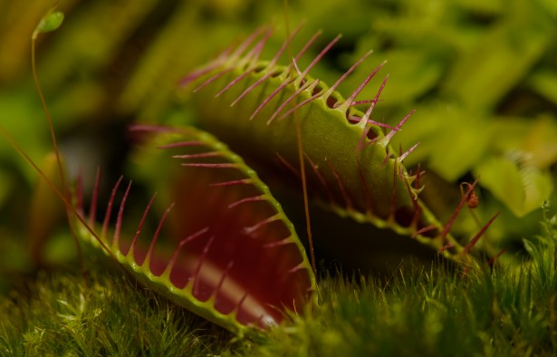 食虫植物免费图片 Public Domain Pictures