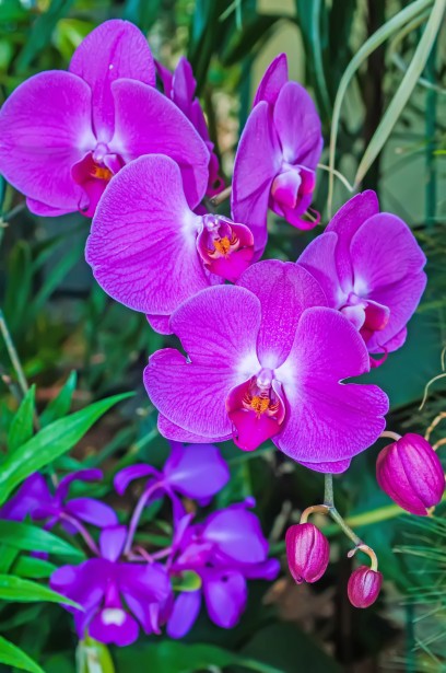 Orquídeas roxas Foto stock gratuita - Public Domain Pictures
