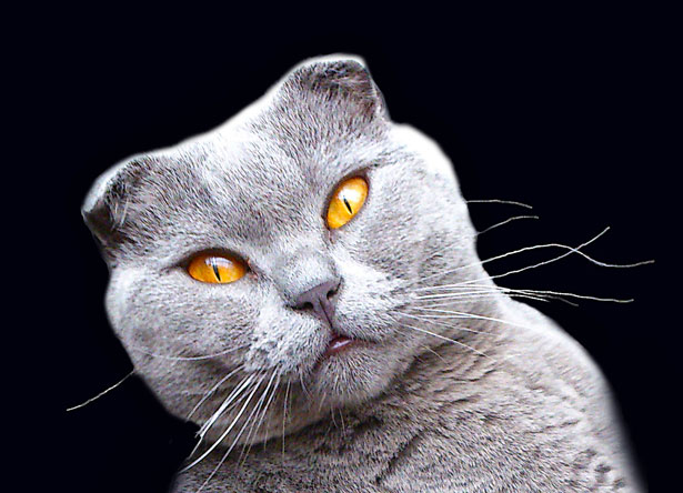 Image result for scottish fold cat public domain royalty free image