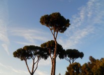 Stromy ve městě Řím