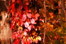 Hojas de otoño en el árbol