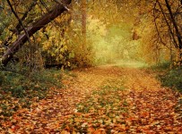 Trajeto do outono na floresta