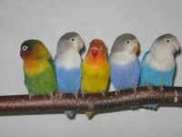Färggranna papegojor