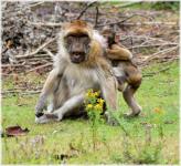 Barbary macaque 2