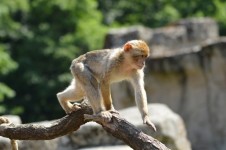 Berber monkey