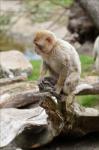 Berber monkey