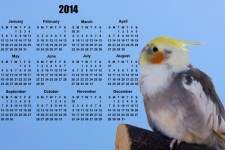 Bird, 2014 Kalendář