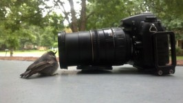 Fotocamera Birdwatching