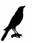Bird Crow Clipart