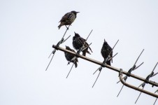 Birds sitting on Antennas