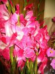 gladiolusesと花束